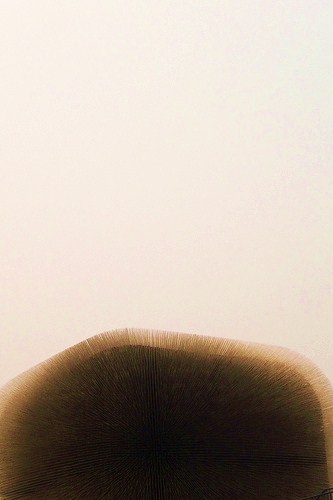 4755156066_191ddc7ebd